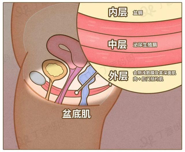 包括外层的会阴浅筋膜及其深面的 3 对肌肉及括约肌,中层的泌尿生殖膈