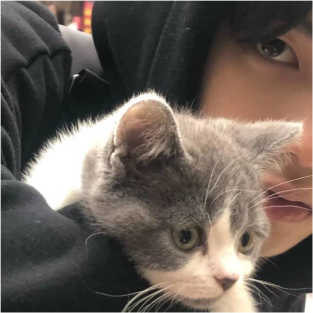 抱猫的男生真的无法抵抗这个小猫猫真可爱hhh好奶,好想捏这个是帅气!