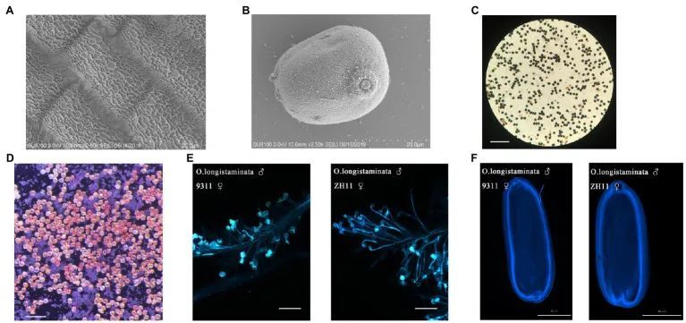 Front Plant Sci 江西农业大学贺浩华团队蛋白质组揭示水稻花药发育调控机制 腾讯新闻