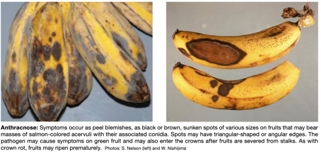 香蕉长黑点,是坏了不能吃?还是成熟更好吃?
