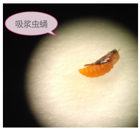 植保《植保专家:小麦吸浆虫发生预警》《黄瓜花叶病毒病的症状和防治