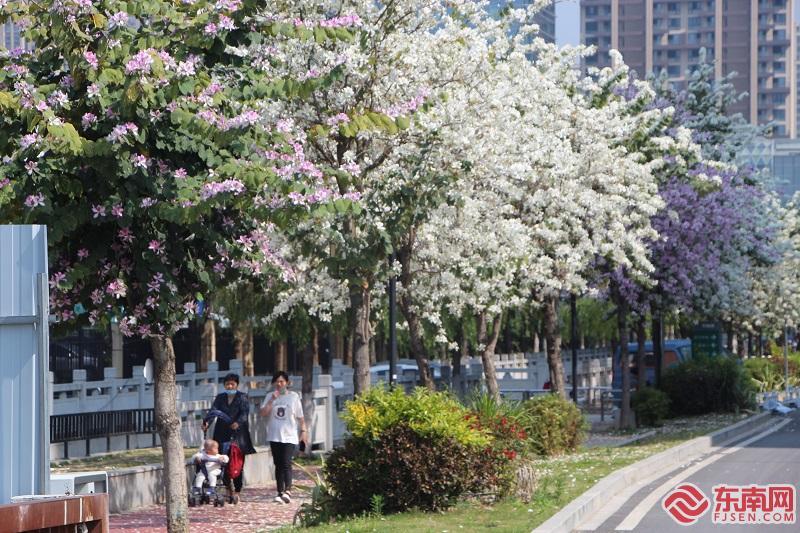 美翻了福州城区羊蹄甲花竞相绽放扮靓榕城春天