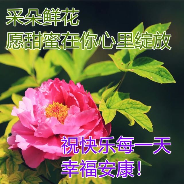 8张有创意的亲人朋友早上好免打字图片带祝福语 温馨的春天大家早上好