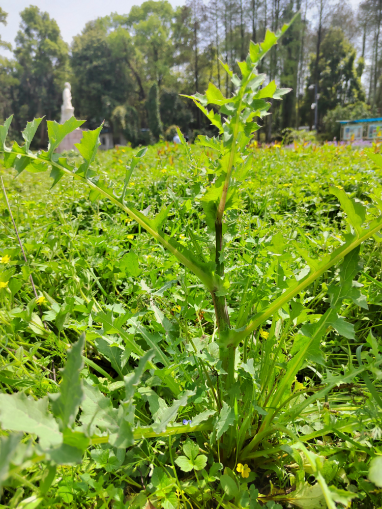 這個春天 你吃過哪些小野菜 天天看點