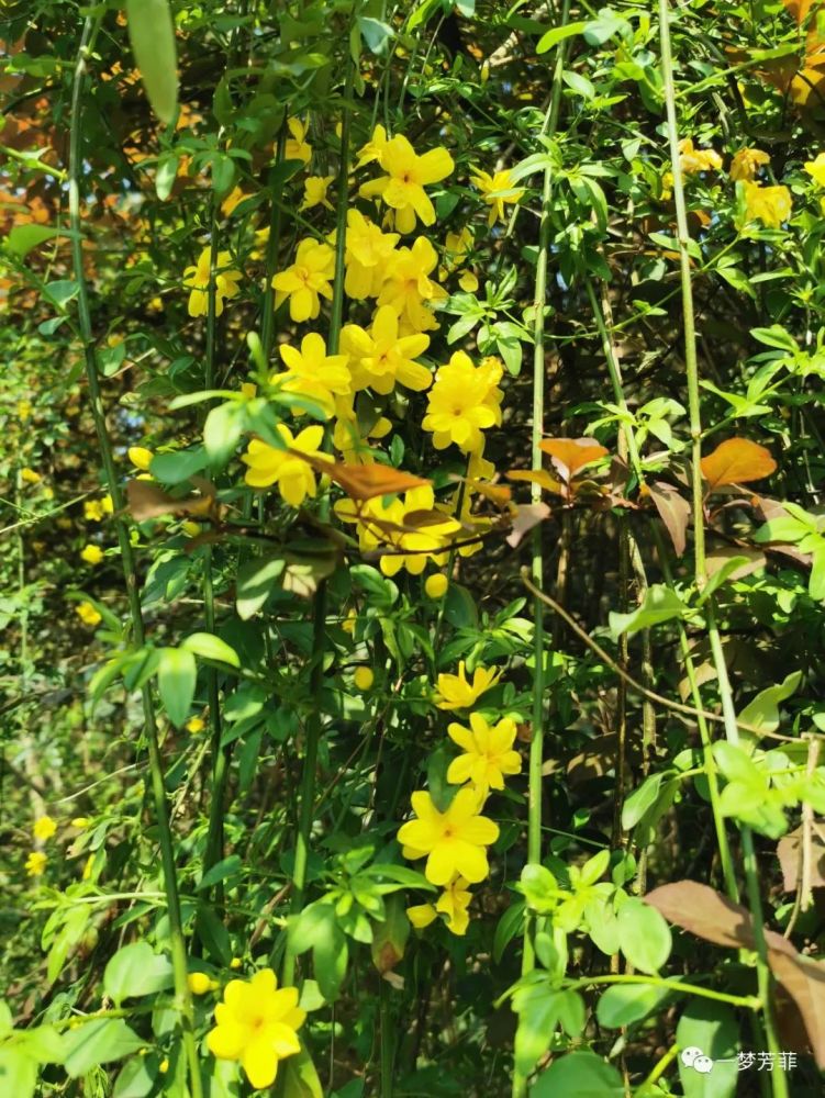 溫柔,一塵不染作者:鳶尾花 編輯:一夢芳菲《薩岡寫給薩特的情書》裡