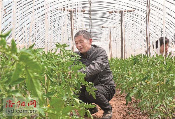 宜阳县高村镇王莽村:特色种植助增收