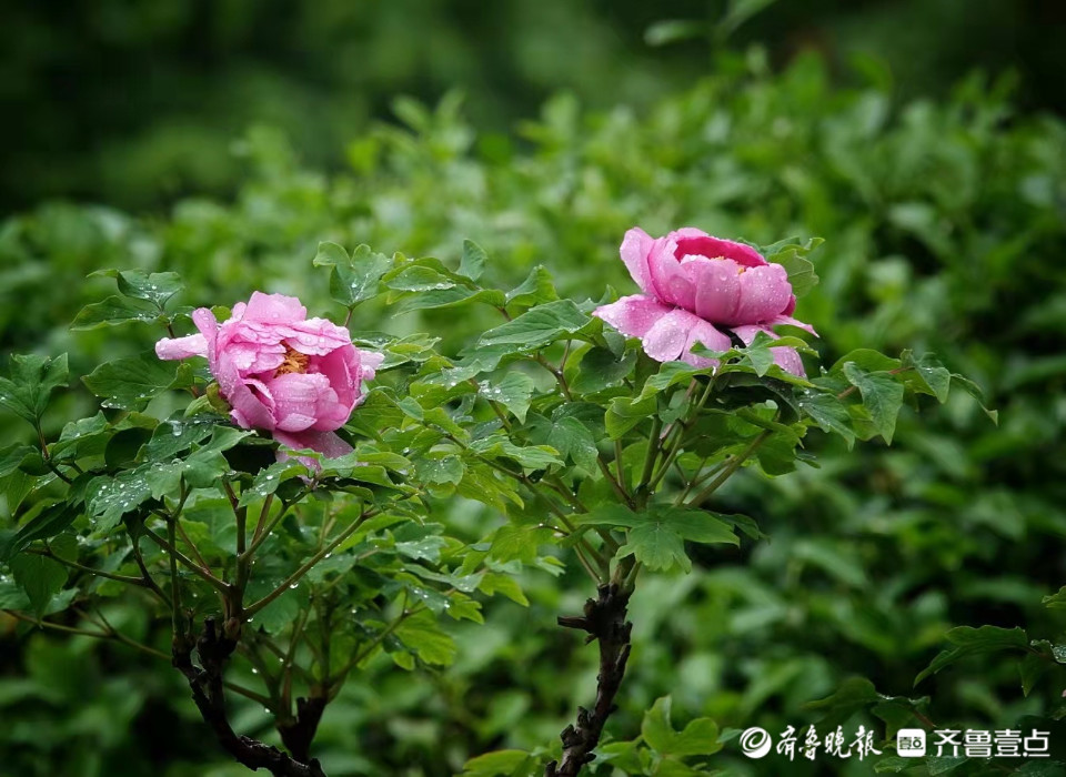 雨后的百花公园牡丹花开正艳 天天看点