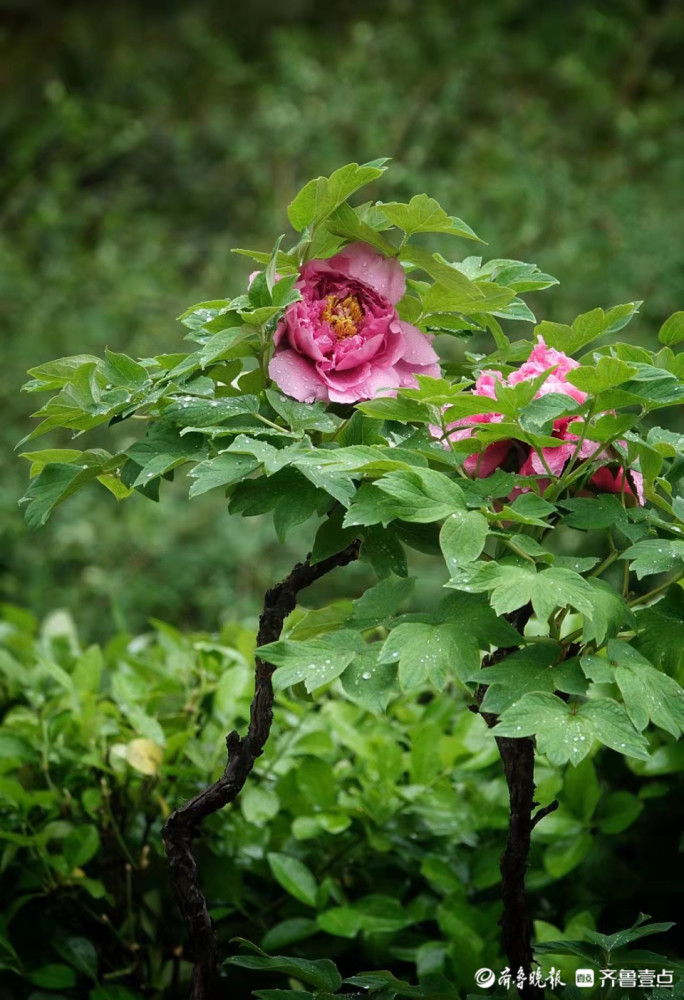 雨后的百花公园牡丹花开正艳 天天看点