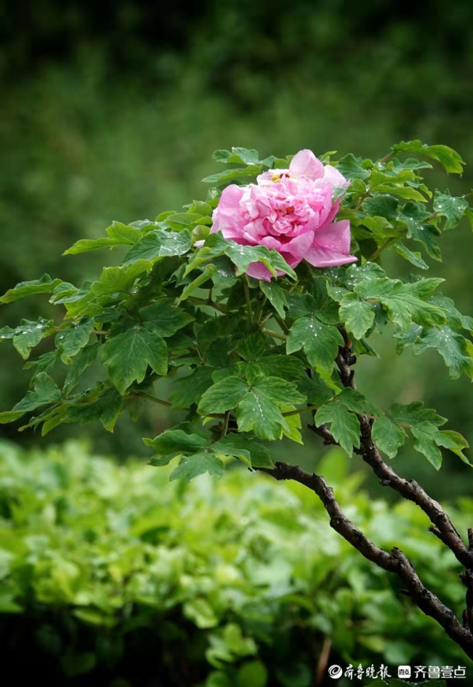 雨后的百花公园牡丹花开正艳 天天看点