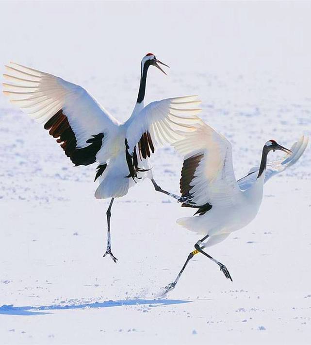 失传700年已久的"鹤舞",珠海首个"国遗"项目