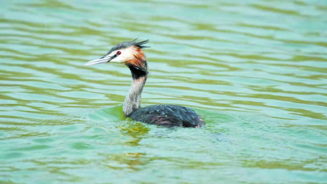 單縣鳳頭鸊鷉戲水浮龍湖