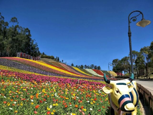 福建春遊踏青好去處十里藍山景區旅遊攻略低音號免費語音導遊