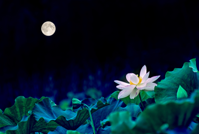 夜雨丨何从花月光下的荷塘