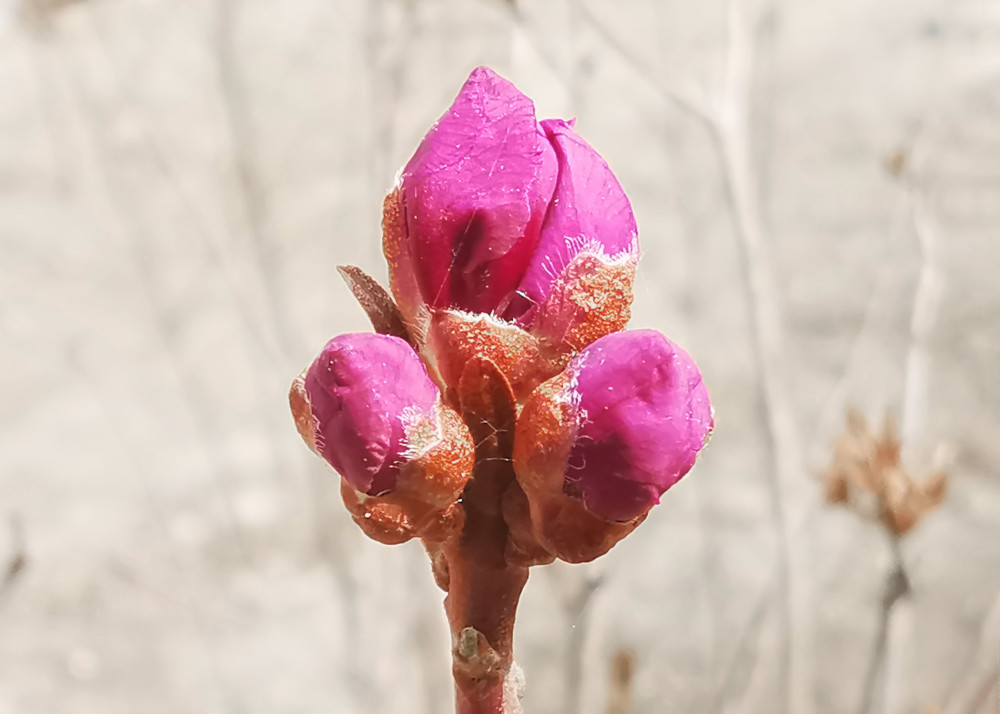 人间四月天金达莱花送春来