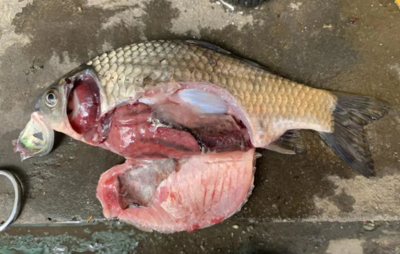 06血水會從鰓部流出或滴出:鰓絲腫脹,魚鰓發紅,在鰓蓋張合或魚體跳躍