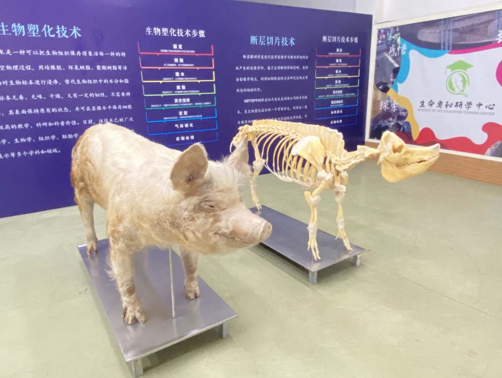 再见"猪坚强"_腾讯新闻