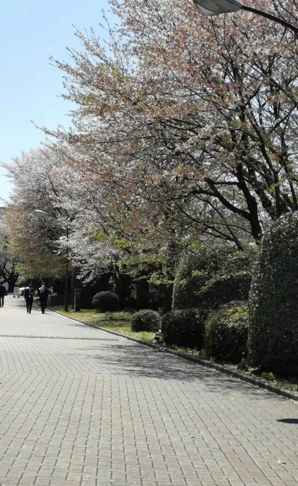 我们开学了祝贺进入大学的朝阳学子学业顺利