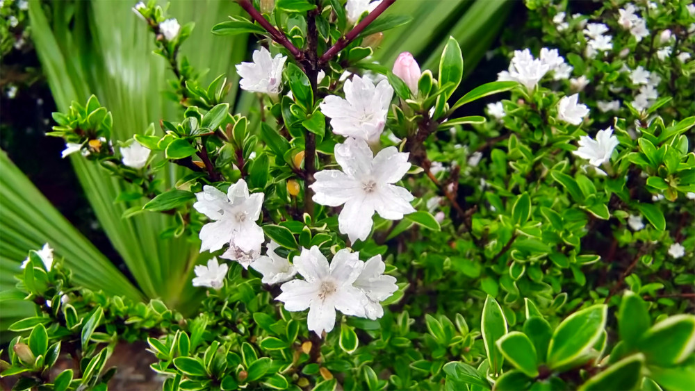 美丽吉安之赏花系列 六月雪花开满枝头 腾讯新闻