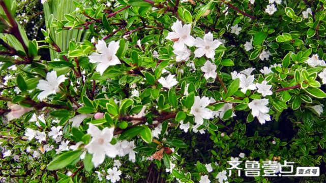 美丽吉安之赏花系列 六月雪花开满枝头 吉安 六月雪