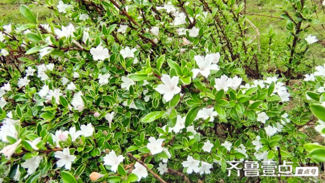 美丽吉安之赏花系列 六月雪花开满枝头 吉安 六月雪