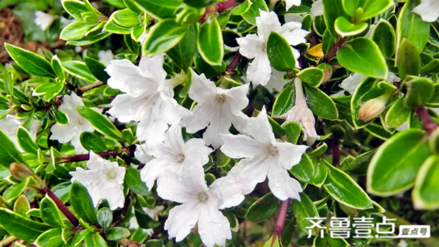 美丽吉安之赏花系列 六月雪花开满枝头 吉安 六月雪