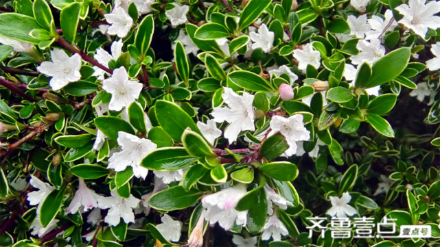 美丽吉安之赏花系列 六月雪花开满枝头 吉安 六月雪