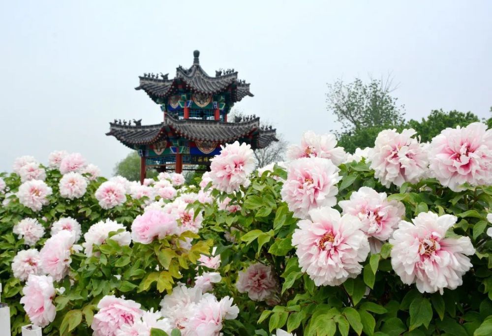 实拍雨后的菏泽牡丹!美翻了全世界!_腾讯新闻