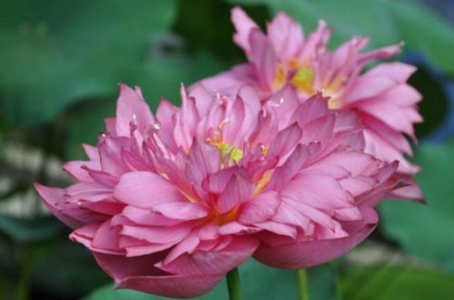 莲商会 什么品种的荷花最珍贵?名贵荷花十大品种