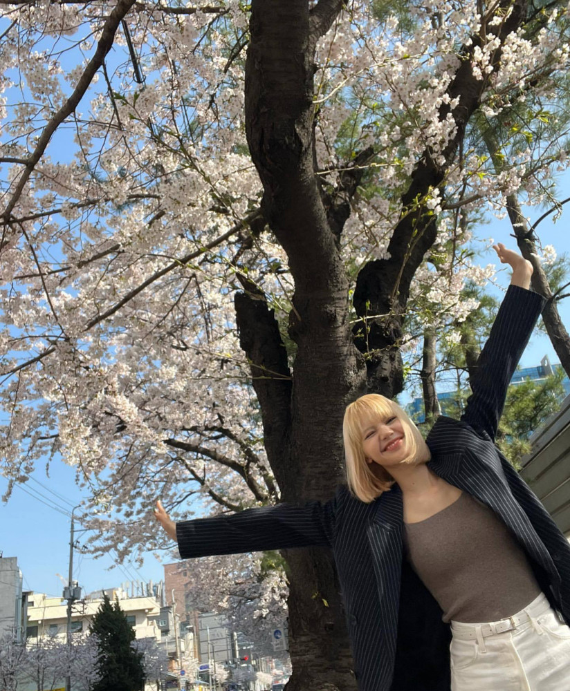 lisa晒樱花下的春日照直角肩好绝自信洒脱的lisa魅力四射