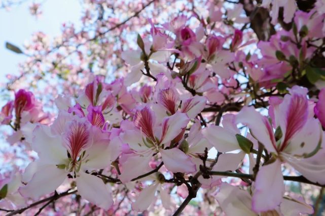 紫荆花一年四季的变化图片