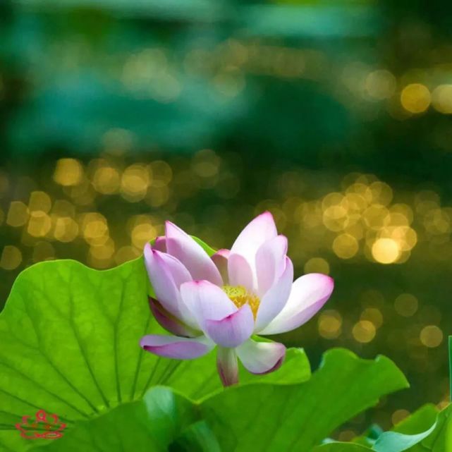 2022/04/13一日禅一花一世界,一草一天堂,一叶一如来,一砂一极乐,一方