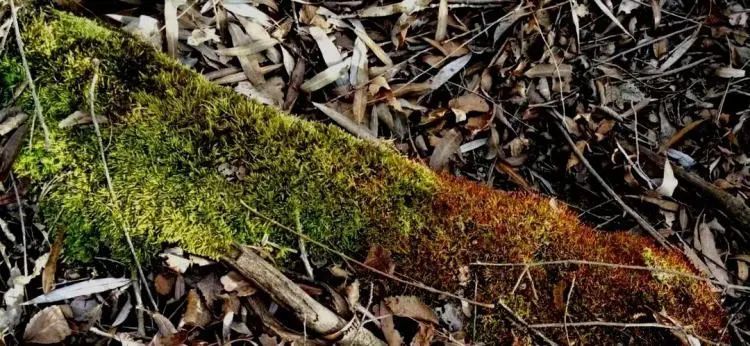 行摄阿荣 苔花虽小也争春 腾讯新闻