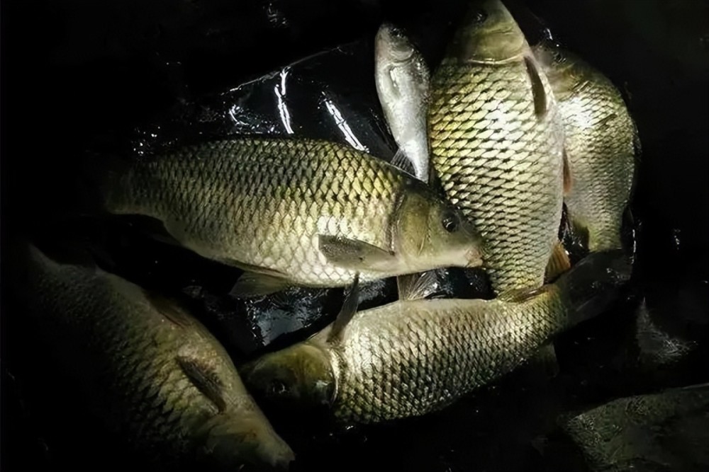 晚春夜钓攻略:把握这"4招",鱼获轻松装满篓!_腾讯新闻