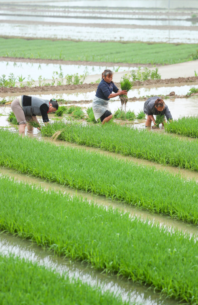 (社会)(3)春耕忙