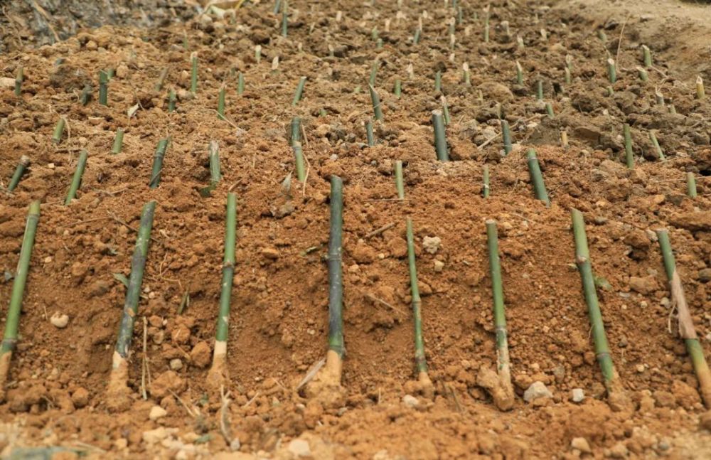 【乡村振兴】这个村种竹收笋,既守住了青山,也挖到了金山!_腾讯新闻