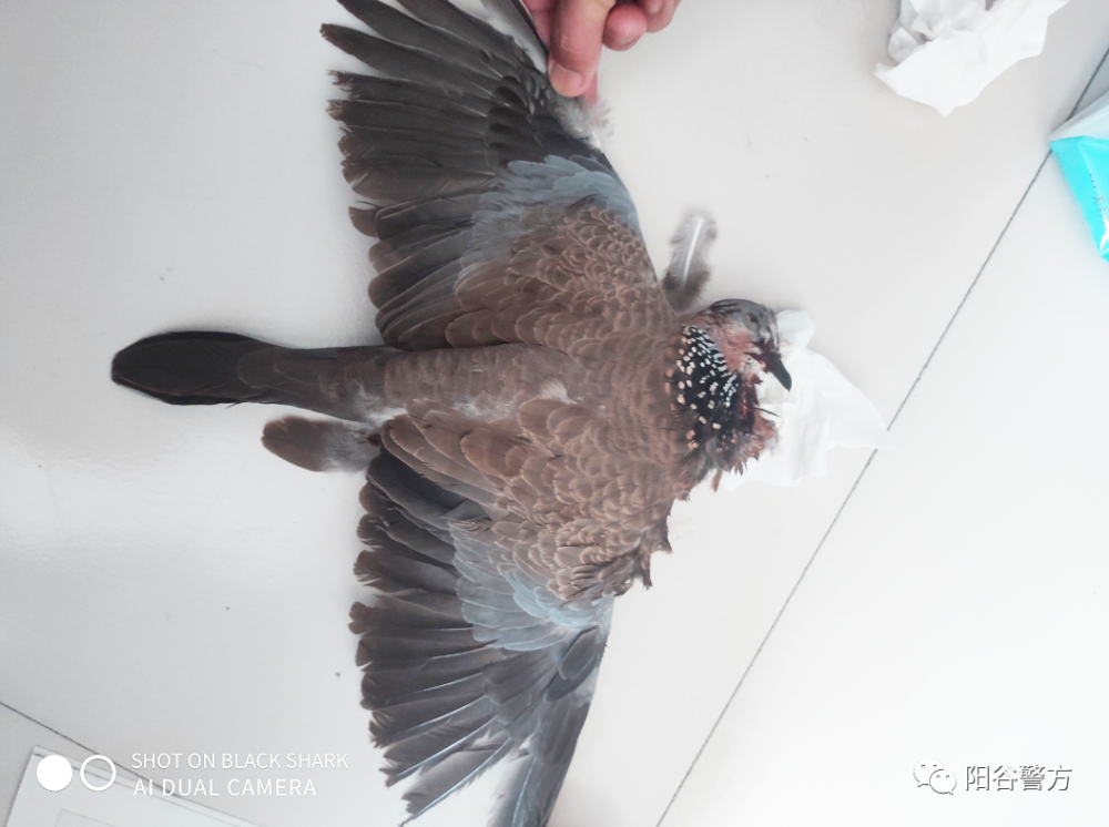 非法狩猎野生斑鸠!聊城一人被抓!_腾讯新闻