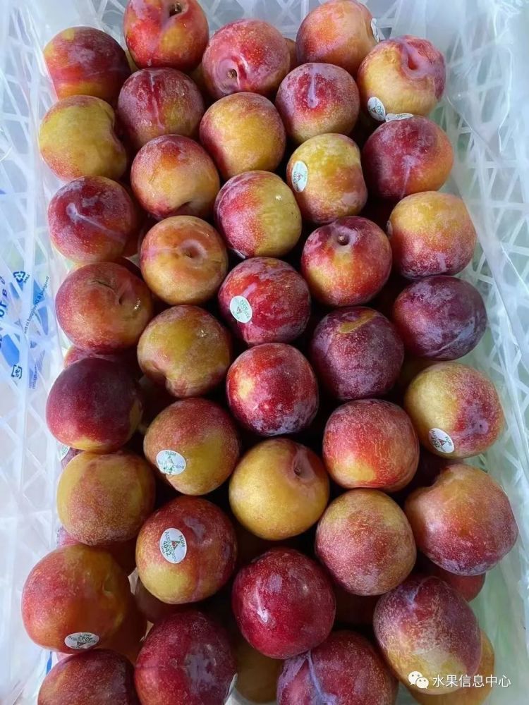 太阳李珠宝李樱桃李凤凰李等数都数不过来都有什么区别呢