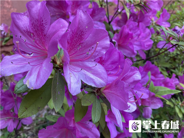 盤龍杜鵑花似海四月覓春好去處