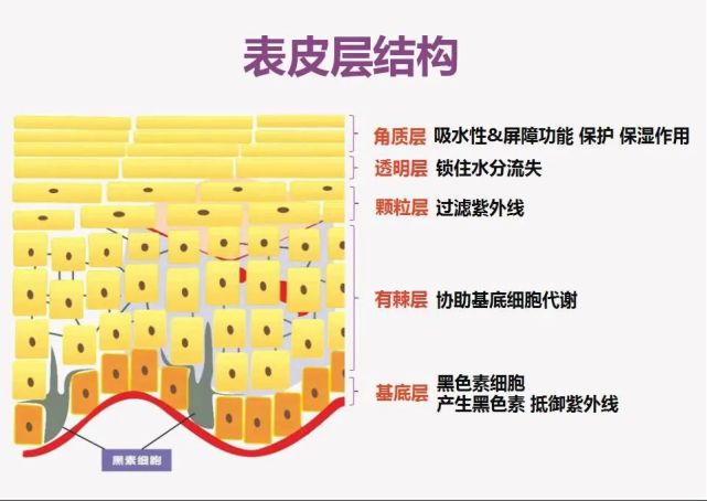 答:角質層,透明層,顆粒層,有棘層,基底層3,角質層有什麼作用?