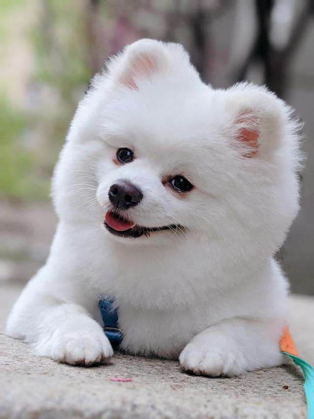 博美犬饲养的必备小技巧