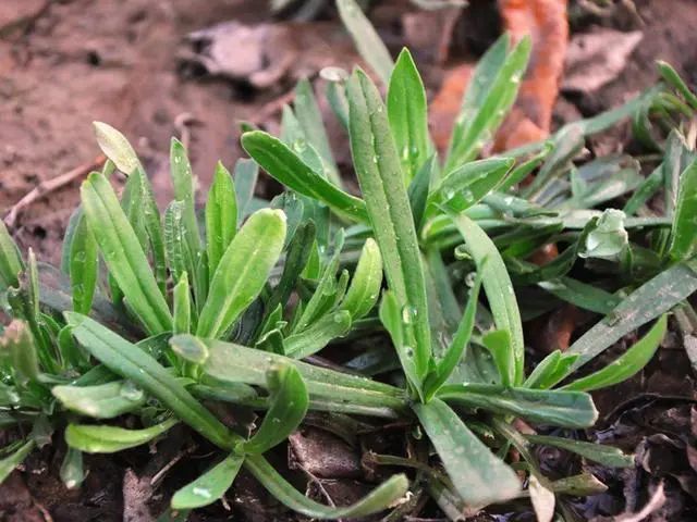 保存香椿别用盐腌 试试农家土办法 冬天炒鸡蛋真香 放一年不坏 野菜 炒鸡蛋 农家 鸡蛋 香椿芽