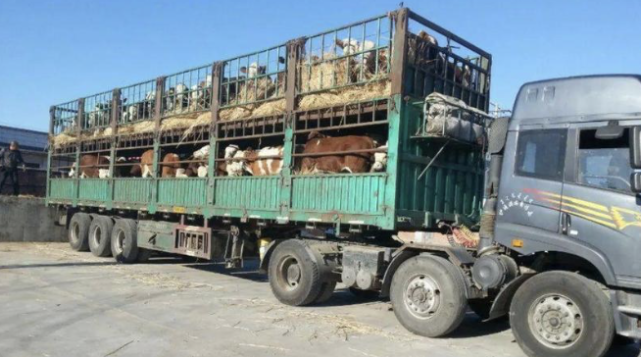 拉牛拉羊人的注意,畜禽运输新规,4月起执行!