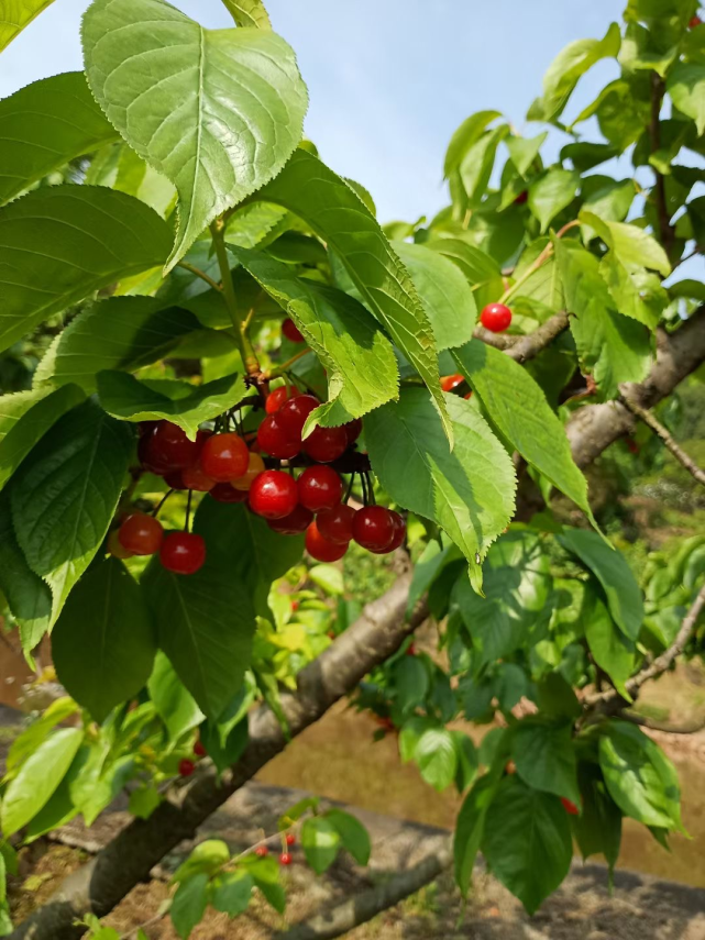 圖:熙廷農家樂可以採摘,也可以買禮盒裝本週進入櫻桃最佳採摘時節座標