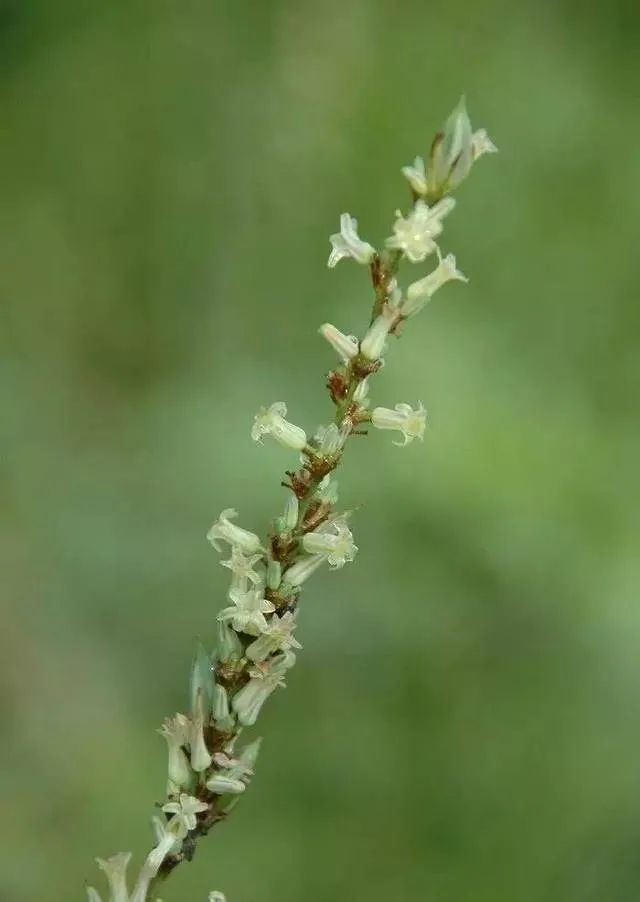 知柏地黄丸:一味清热药