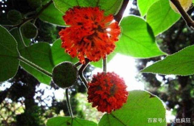 你知道这种树也有公母之分吗？_腾讯新闻