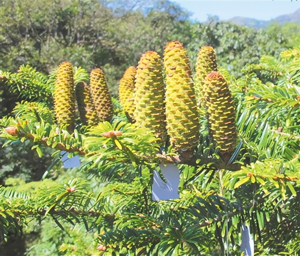 野生植物保护资源冷杉成功回归野外存活