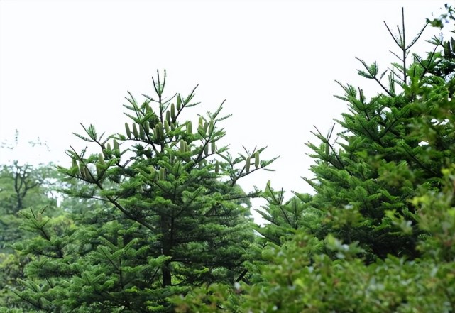 野生植物保护|资源冷杉成功回归野外存活