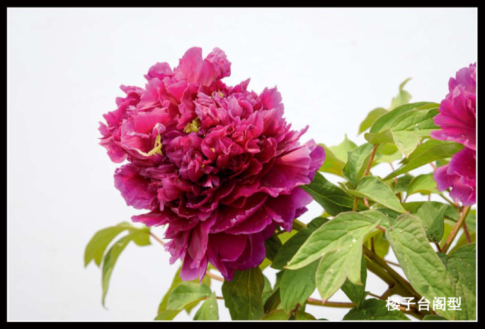 美了400年菏泽牡丹王惊艳全国看过才知道什么是国色天香