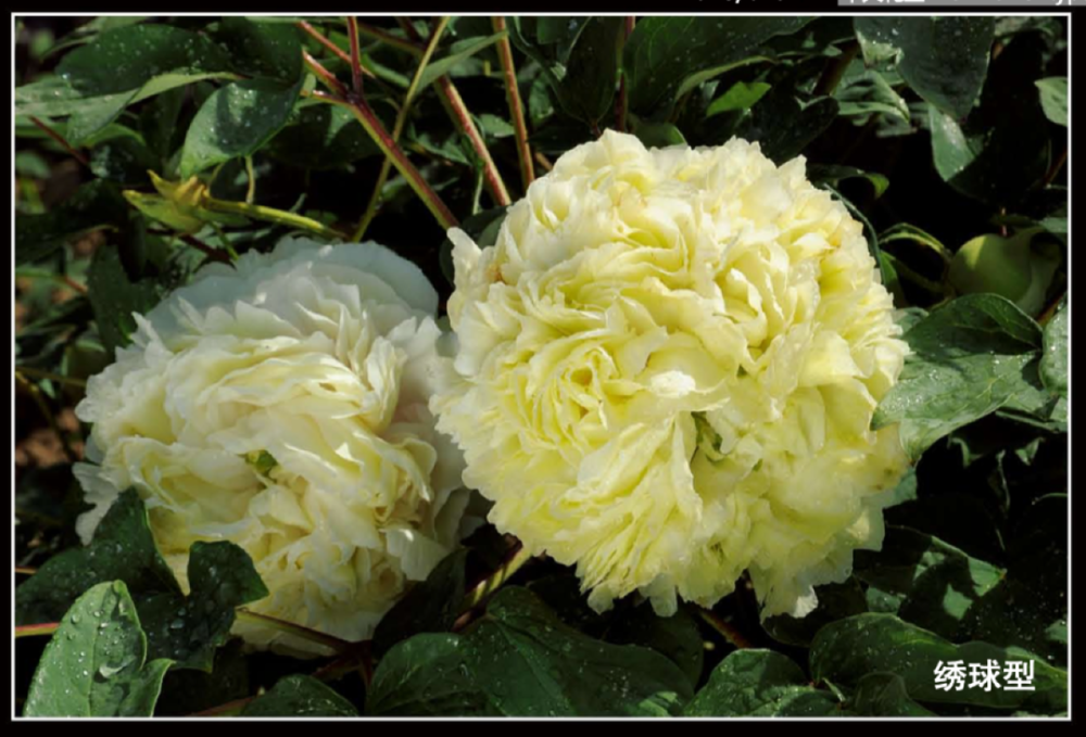 美了400年菏泽牡丹王惊艳全国看过才知道什么是国色天香