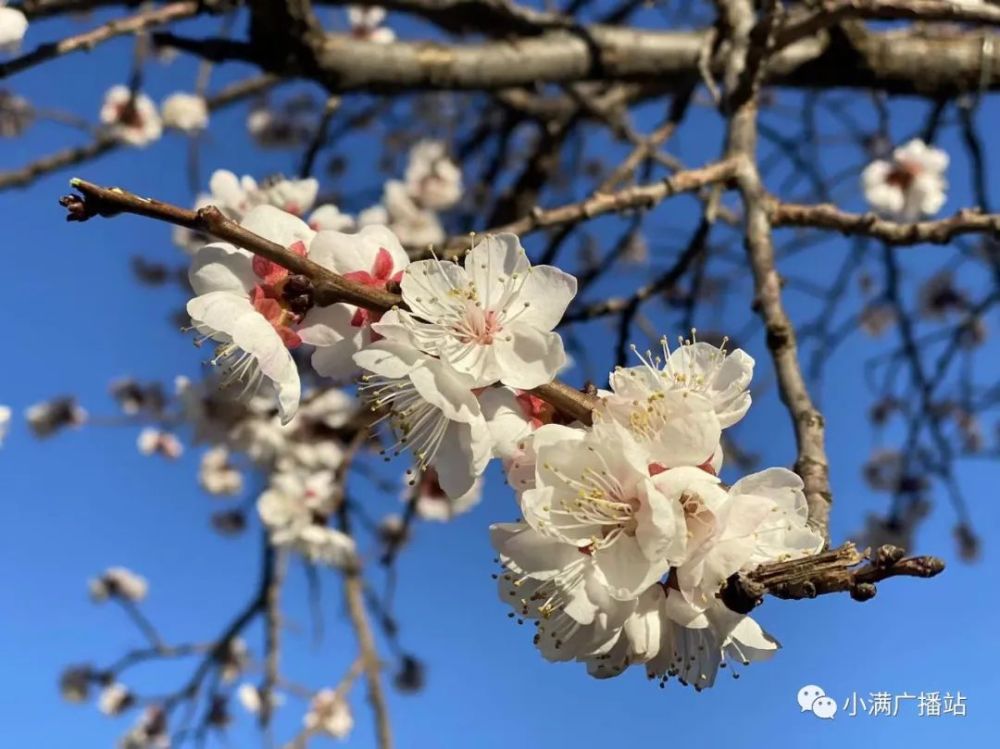 春色滿園關不住一枝紅杏出牆來呼和浩特烏素圖的杏花開了賞花也要新